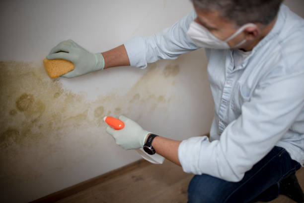 Best Kitchen Mold Remediation in Yellville, AR