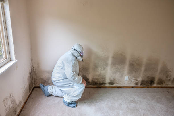 Best HVAC Mold Remediation in Yellville, AR